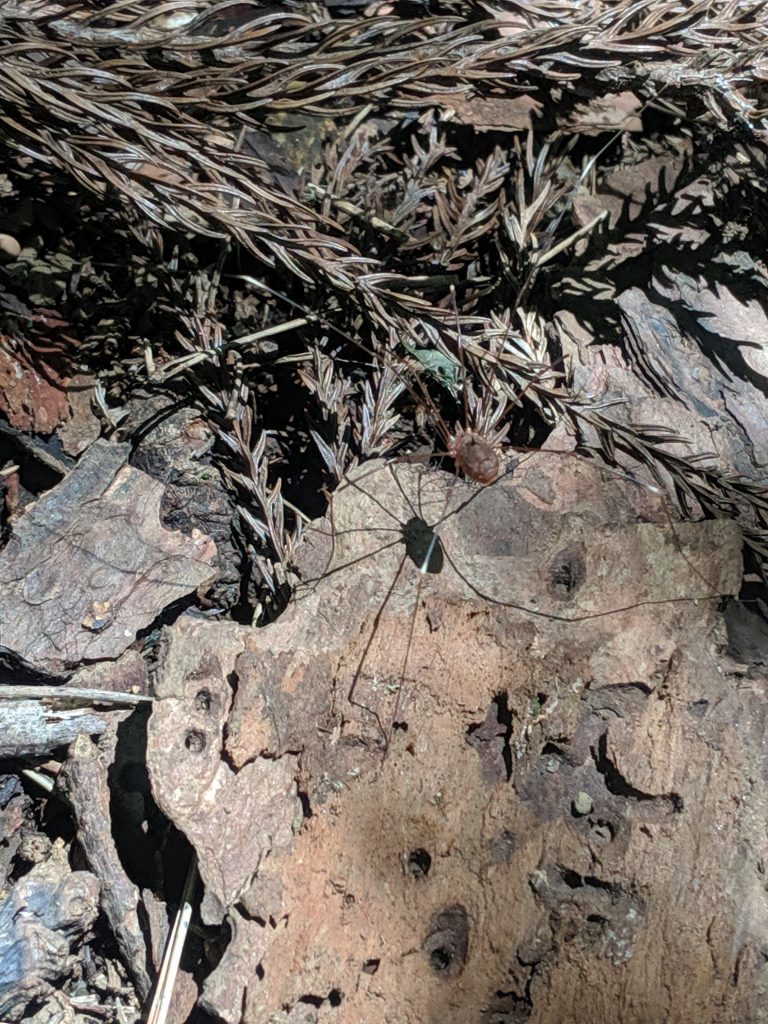 Lots of spiders on the trail