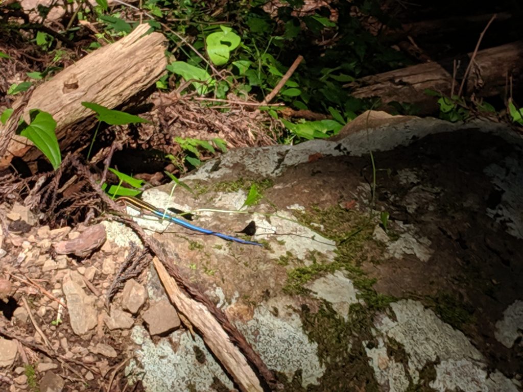 Five-lined skink on the trail